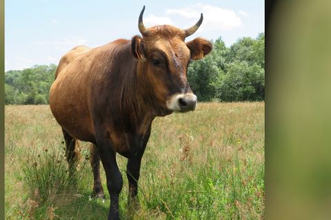 Exposition Races d'Aquitaine, une patrimoine à conserver
