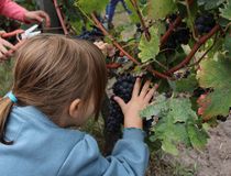 Enfant coupant du raisin dans les vignes, fête des vendanges 2022 - Agrandir l'image, .JPG 117,8 Ko (fenêtre modale)