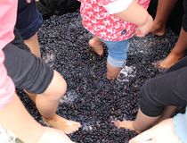 Enfants foulant le raisin pieds nus, fête des vendanges 2022 - Agrandir l'image, .JPG 693,8 Ko (fenêtre modale)