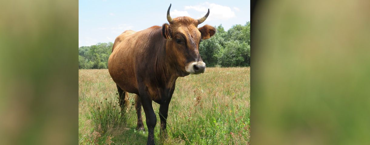 Exposition Races d'Aquitaine, une patrimoine à conserver
