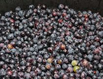Photo de raisins - Agrandir l'image, .JPG 74,1 Ko (fenêtre modale)